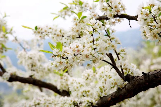 叙永乌蒙花海迎来盛花期，花舞人间最诗意！(图1)