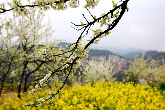 叙永乌蒙花海迎来盛花期，花舞人间最诗意！(图6)