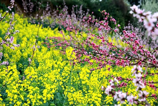 叙永乌蒙花海迎来盛花期，花舞人间最诗意！(图5)