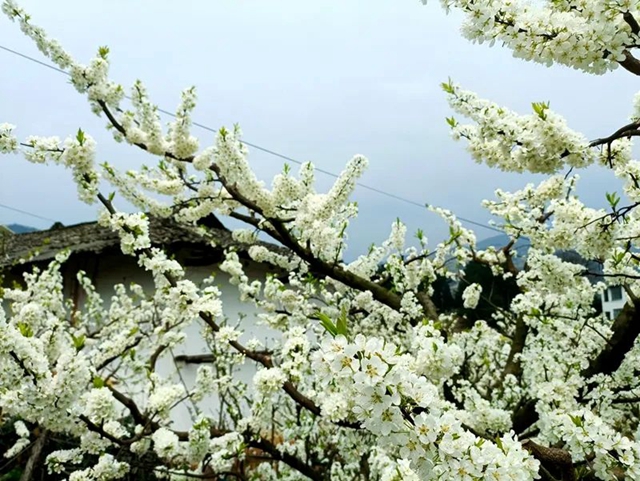 叙永乌蒙花海迎来盛花期，花舞人间最诗意！(图8)