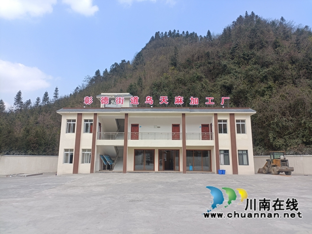 大规模种植乌天麻，古蔺县彰德街道让“贫瘠大山”变成“致富青山”(图3)