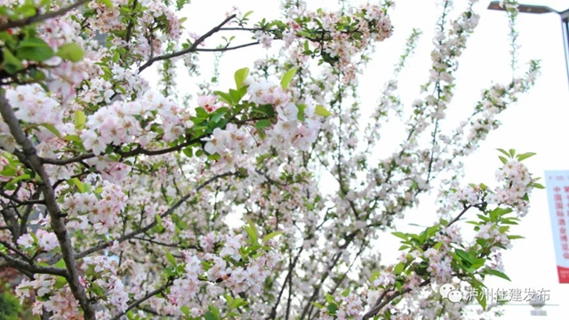 “花”点时间，看泸州“街花”图鉴(图25)