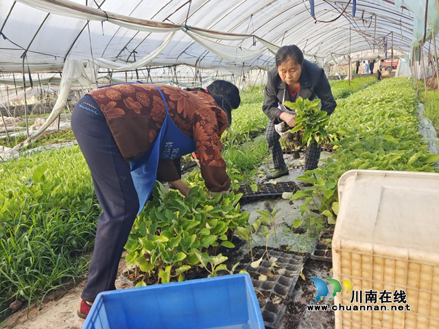 宜宾南溪区长兴镇：人大代表免费送菜苗，助力春耕