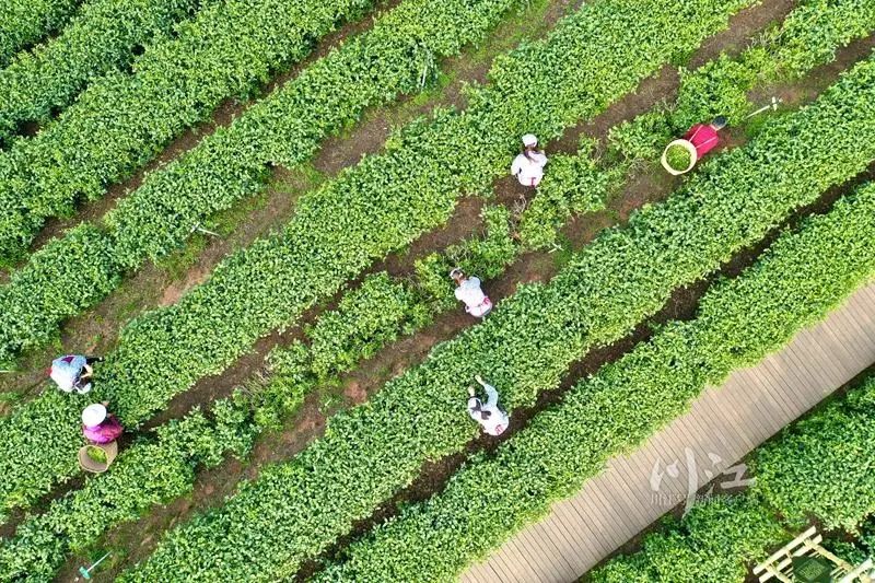 纳溪梅岭茶山的“明前茶”开采了，每天能采五六万斤(图6)