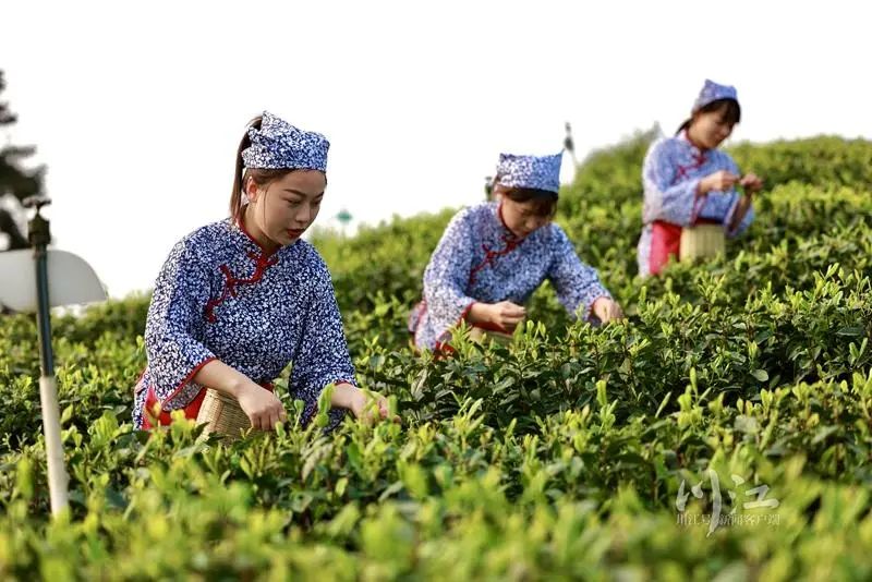 纳溪梅岭茶山的“明前茶”开采了，每天能采五六万斤(图5)