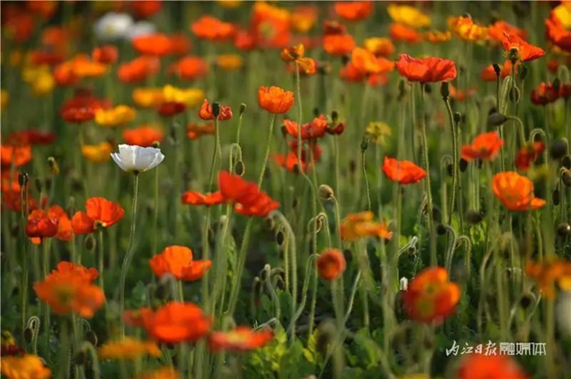 大美内江！又一条“花道”出镜(图9)