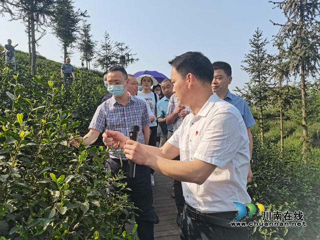 泸州市市场监管局在纳溪区召开全市茶叶生产企业质量安全整治提升现场会(图3)