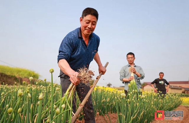 “葱”“葱”“葱”！自贡“新农人”奔向幸福路！(图3)