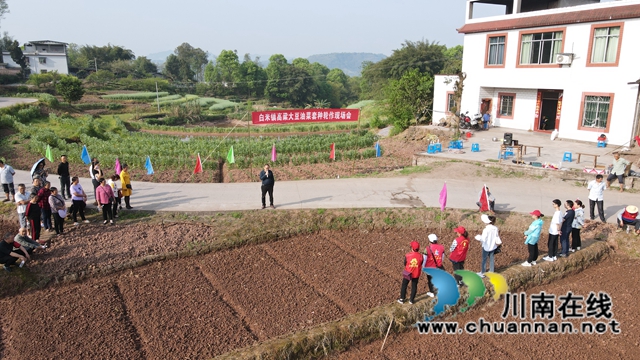 合江县白米镇：高粱大豆油菜套种，助力粮食稳产增收