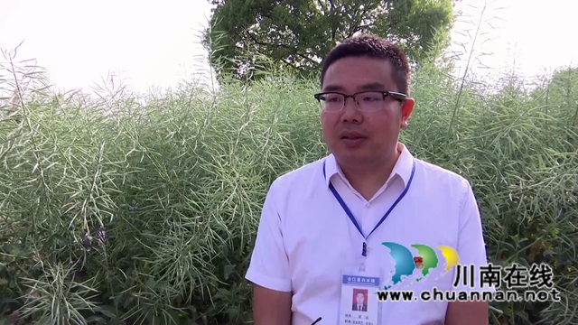 合江县白米镇：高粱大豆油菜套种，助力粮食稳产增收(图4)