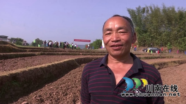 合江县白米镇：高粱大豆油菜套种，助力粮食稳产增收(图5)