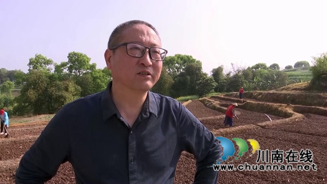 合江县白米镇：高粱大豆油菜套种，助力粮食稳产增收(图6)