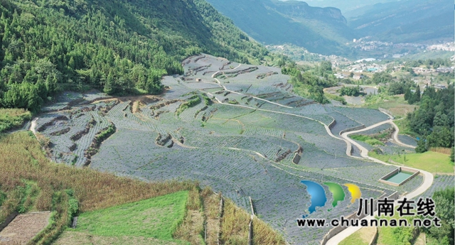 古蔺:荒山变“宝地” ,中药材产业助力乡村振兴(图1) 古蔺:荒山变“宝地” ,中药材产业助力乡村振兴(图1)