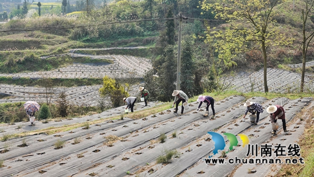 古蔺:荒山变“宝地” ,中药材产业助力乡村振兴(图3) 古蔺:荒山变“宝地” ,中药材产业助力乡村振兴(图3)