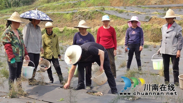 古蔺:荒山变“宝地” ,中药材产业助力乡村振兴(图4) 古蔺:荒山变“宝地” ,中药材产业助力乡村振兴(图4)