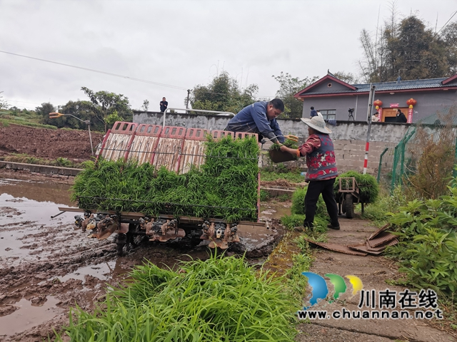 做好“农机”文章  泸县全县机插秧达30万亩(图8)