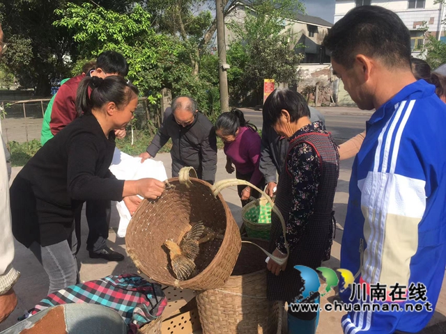 龙马潭区鱼塘街道：乡贤送鸡苗，助农致富添动力(图2)