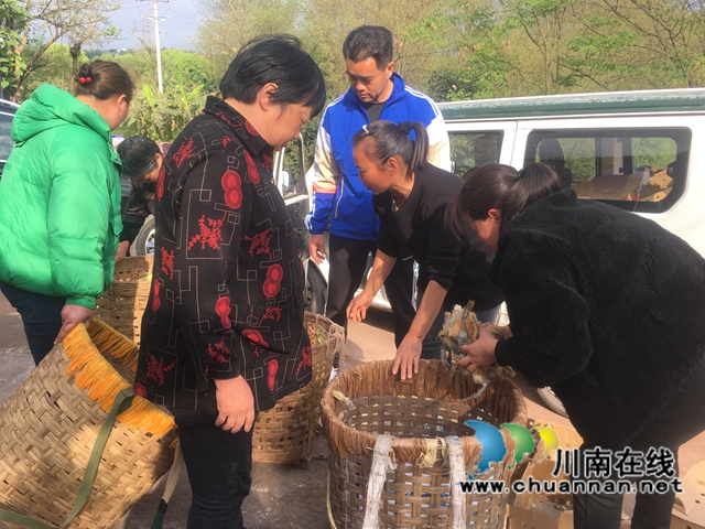 龙马潭区鱼塘街道：乡贤送鸡苗，助农致富添动力(图1)
