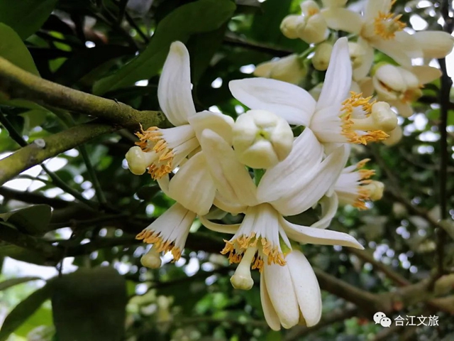 创建天府旅游名县丨赤水河畔“柚”花香(图5)