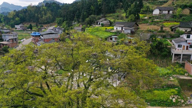 泸州古蔺：春意盎然 观文沙泡树百鸟争鸣(图6)