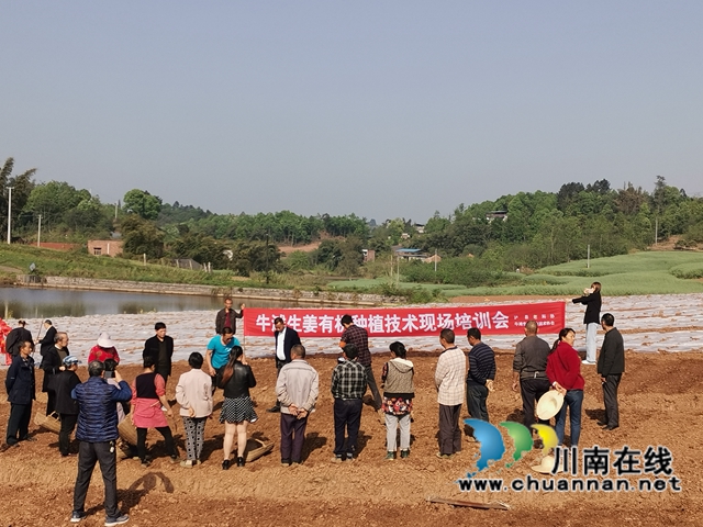  生姜产业注入新动能！泸县牛滩镇“三社”融合种植生姜1500亩