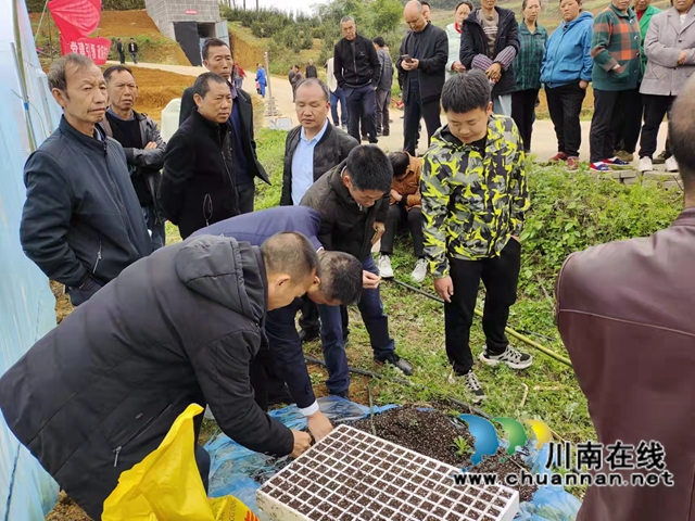 古蔺县石宝镇：“漂浮育苗技术”铺筑红粱增产“保障路”