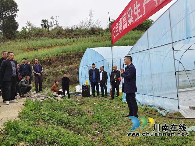 古蔺县石宝镇：“漂浮育苗技术”铺筑红粱增产“保障路”(图3)