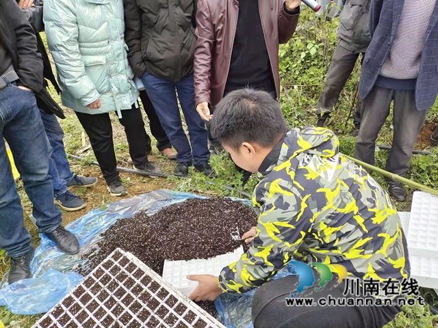 古蔺县石宝镇：“漂浮育苗技术”铺筑红粱增产“保障路”(图2)