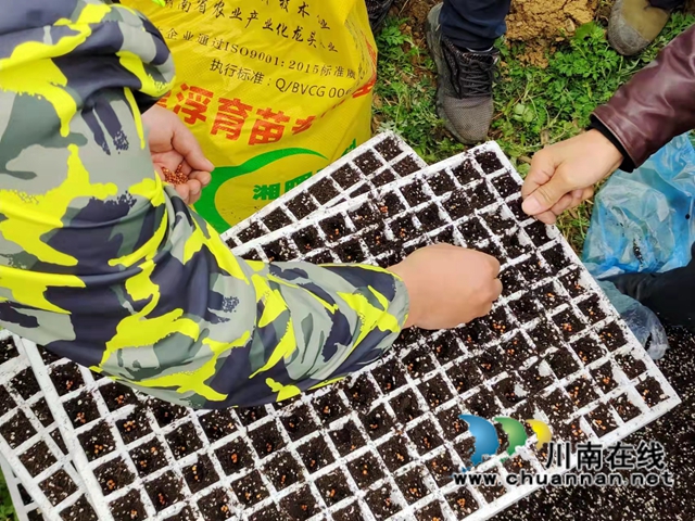 古蔺县石宝镇：“漂浮育苗技术”铺筑红粱增产“保障路”(图5)