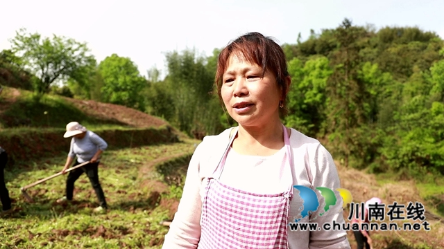 合江：油茶地里种大豆，春耕套种促增收(图3)