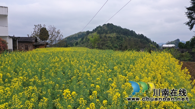古蔺：皇华共裕村油菜花灿烂盛开(图1)