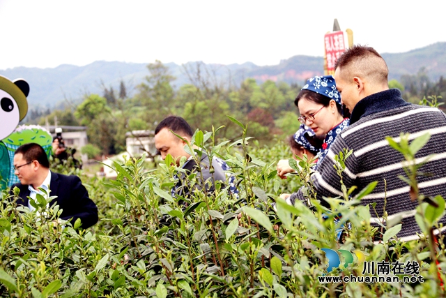 民建江阳区基层委员会：调研农旅融合，助力乡村振兴