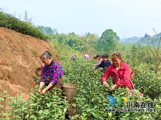 ​纳溪：能人回乡种茶 带富一方乡邻