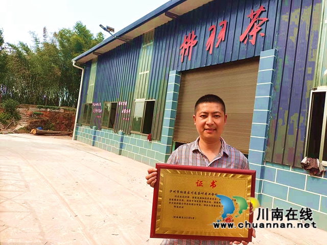 ​纳溪：能人回乡种茶 带富一方乡邻(图3)