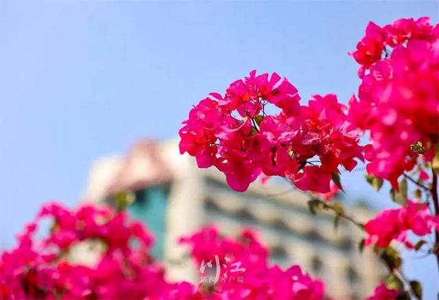 枫叶、蔷薇、三角梅、郁金香......这是热情绚烂的四月泸州(图4)