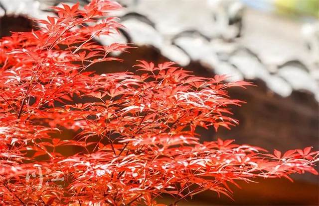 枫叶、蔷薇、三角梅、郁金香......这是热情绚烂的四月泸州(图14)