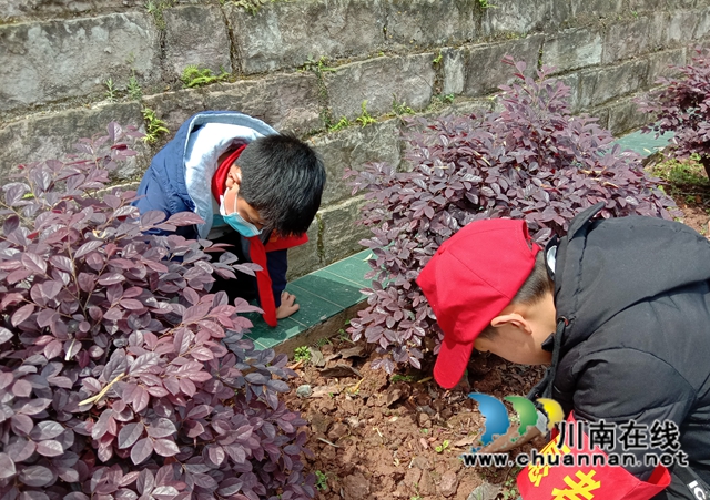 纳溪区天仙镇中心小学开展爱绿护绿活动