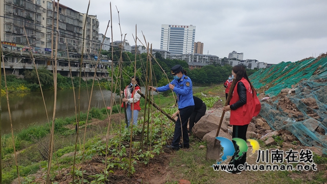 泸县城市管理行政执法大队：整治违规种植，恢复河岸自然生态