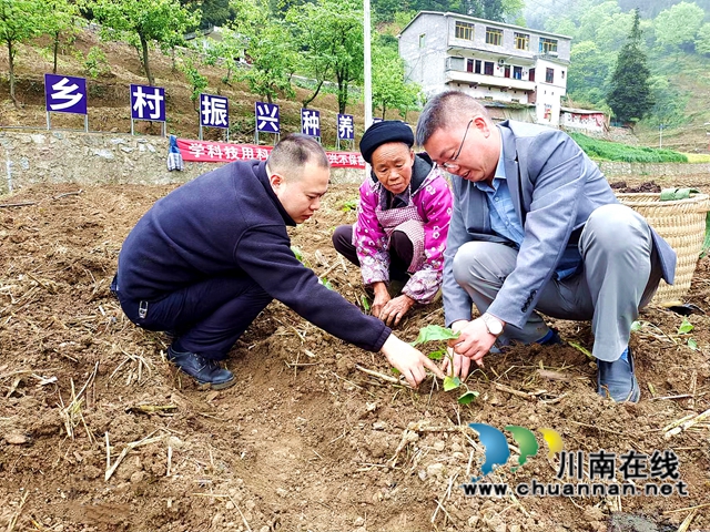 叙永观兴镇：真帮实扶，脱贫村走上循环种养奔康路(图2)