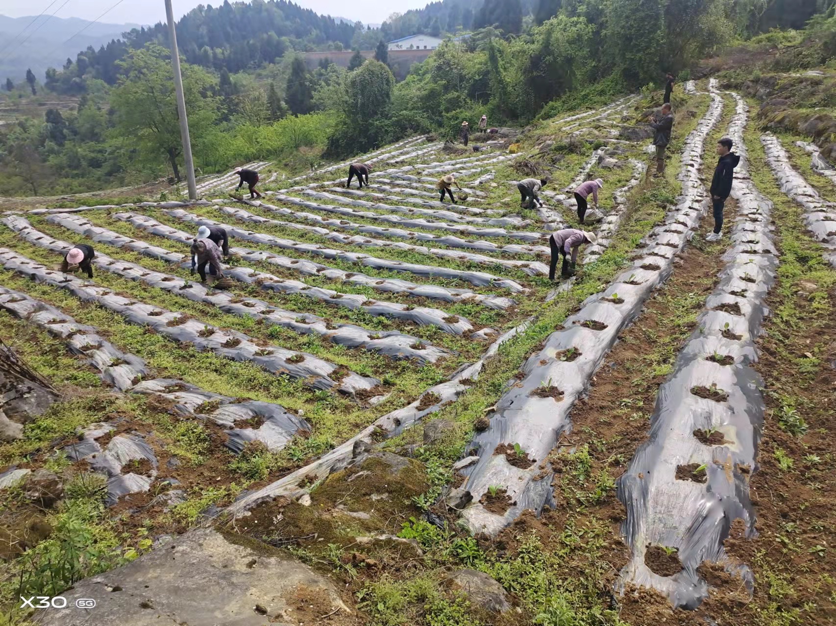 古蔺县观文镇：正是好时节，烤烟移栽当抓紧