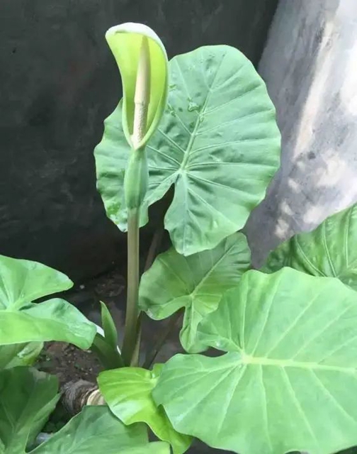 一盘“血皮菜”炒猪肝毒倒了一家人，原因竟然是因为这些……(图4)
