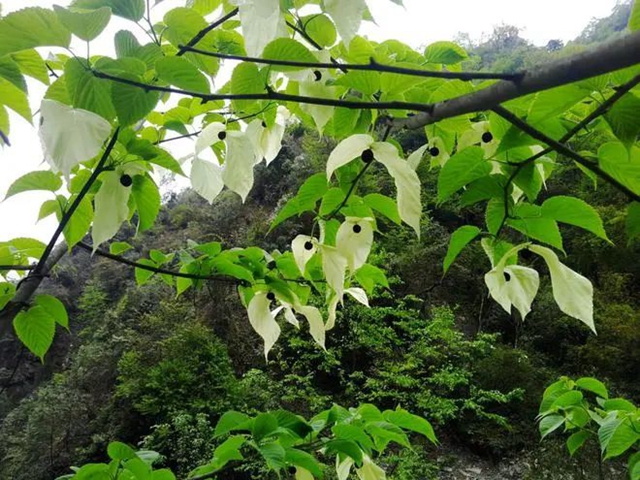2万余株！宜宾这个地方的“鸽子花”开了！别错过！(图5)