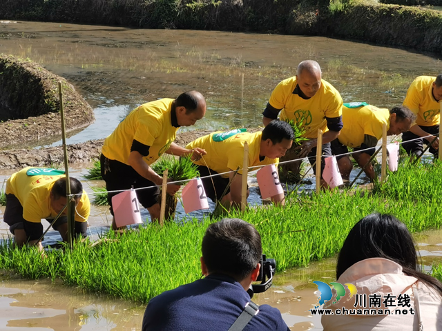 合江县榕山镇：统战人士齐上阵，插秧竞赛种粮忙(图2)
