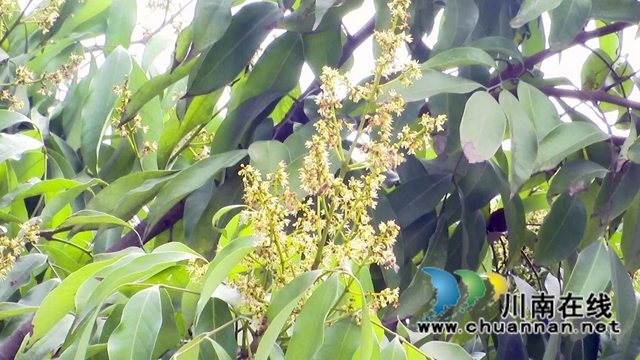 合江：荔枝花开兆丰收，后期管护是关键