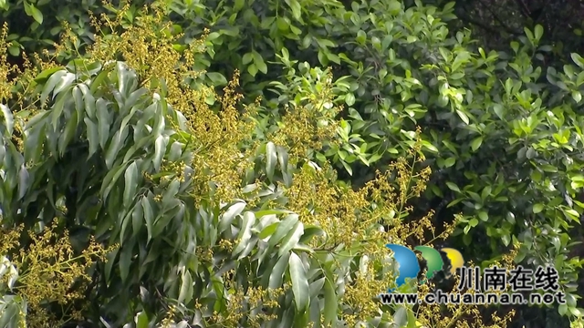 合江：荔枝花开兆丰收，后期管护是关键(图3)
