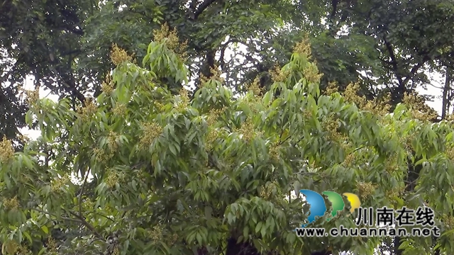 合江：荔枝花开兆丰收，后期管护是关键(图2)