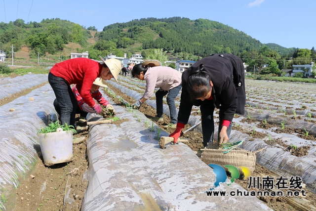 古蔺县皇华镇：春色最浓在田间，高粱移栽正当时！