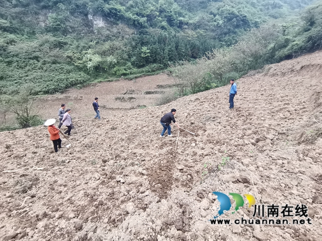 古蔺县皇华镇：春色最浓在田间，高粱移栽正当时！(图7)