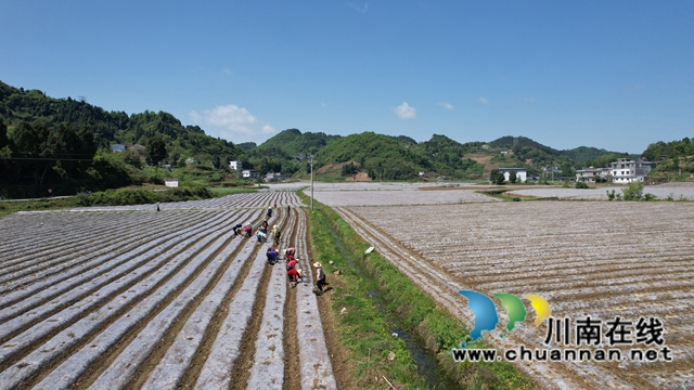 古蔺县皇华镇：春色最浓在田间，高粱移栽正当时！(图9)