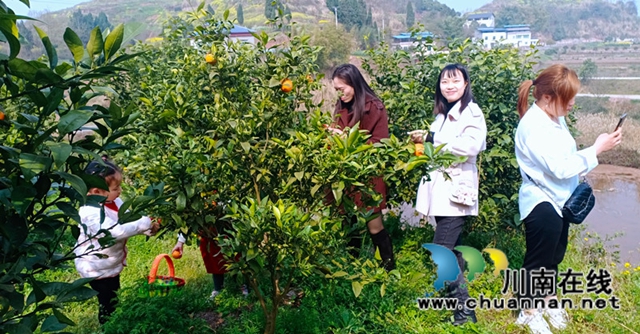泸县云锦镇：乡贤龙头引领，百姓增收致富(图2)